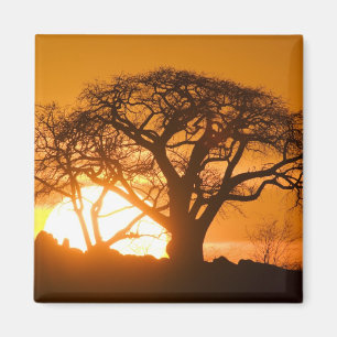 Imán África, Botsuana, Puesta de sol siluetea Baobab