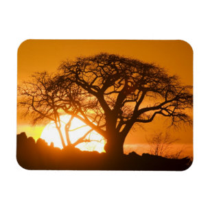 Imán África, Botsuana, Sol poniente siluetea Baobab