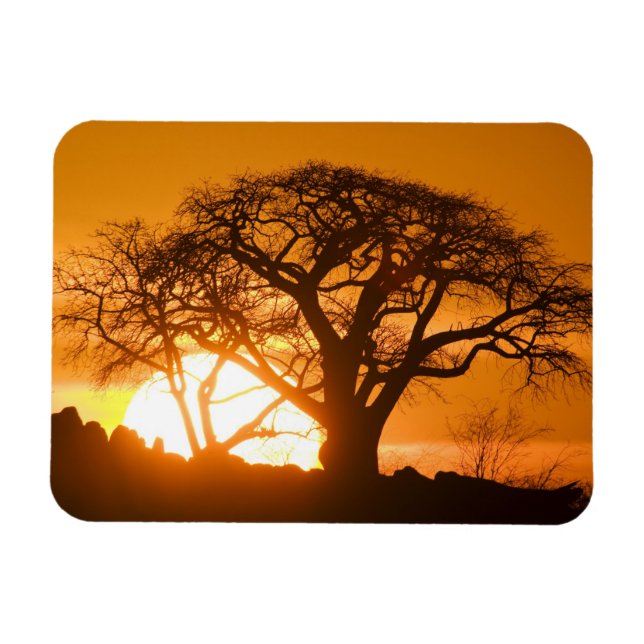 Imán África, Botsuana, Sol poniente siluetea Baobab (Horizontal)