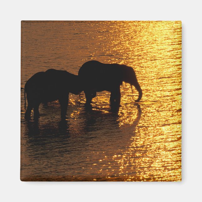 Imán África, Botswana, Delta del Okavango. Africano (Frente)