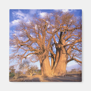 Imán África, Botswana, Delta del Okavango. Baobab