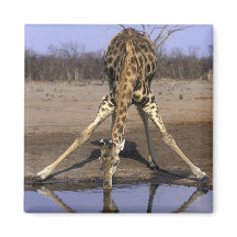 África, Botswana, Parque Nacional de Chobe, Giraff