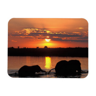 Imán África, Botswana, Parque Nacional de Chobe, Herd