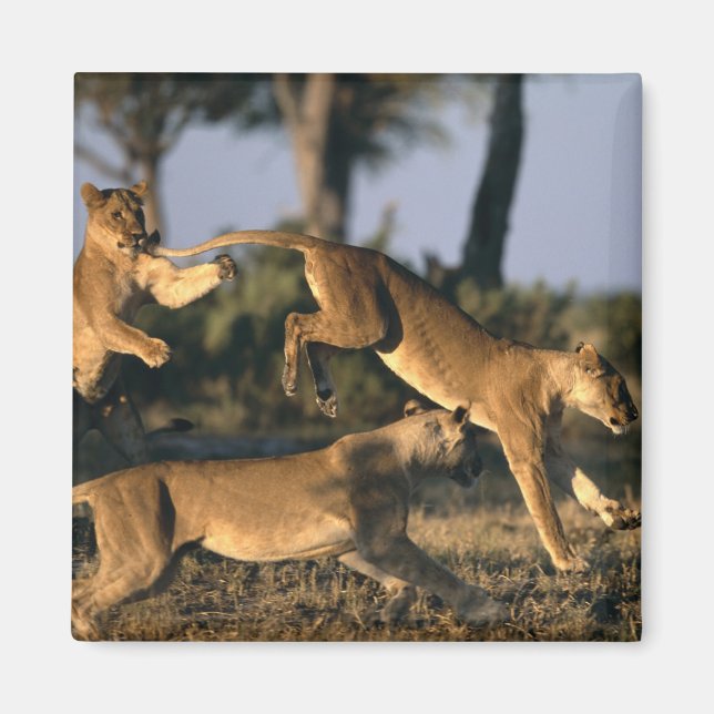Imán África, Botswana, Parque Nacional de Chobe, Liones (Frente)