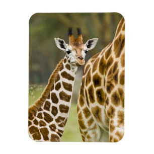 Imán África. Kenia. cría de jirafa de Rothschild