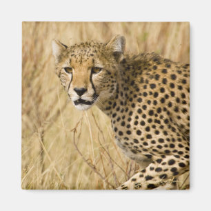 Imán África. Kenia. Guepardo en Samburu NP.
