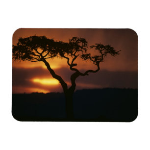 Imán África, Kenia, la reserva de caza Masai Mara, esc