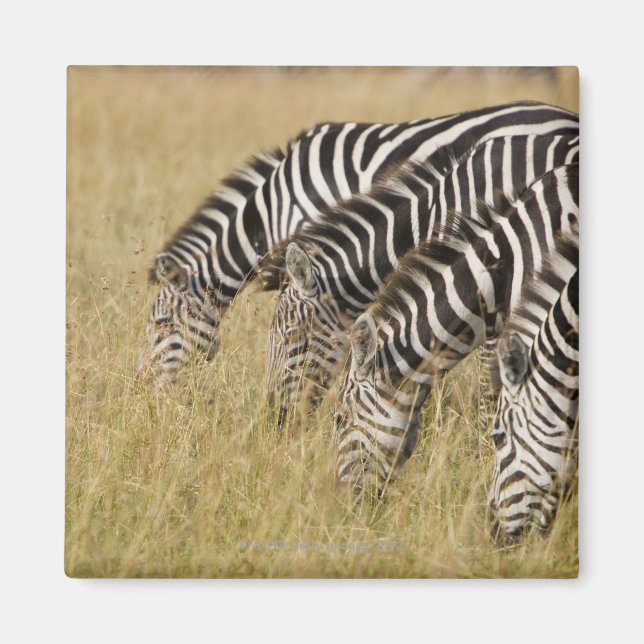 Imán África, Kenia, Maasai Mara (Frente)