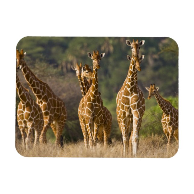 Imán África. Kenia. Manada de jirafas reticuladas (Horizontal)