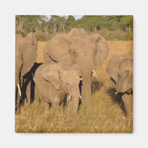 Imán África, Kenia, Masai Mara. Elefante Africano
