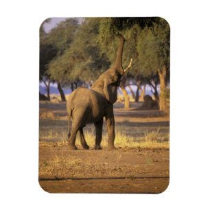 Imán África, Kenia, Masai Mara. Elefante (Loxodonta