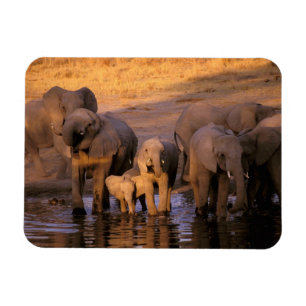Imán África, Kenia, Masai Mara. Elefantes (Loxodonta)