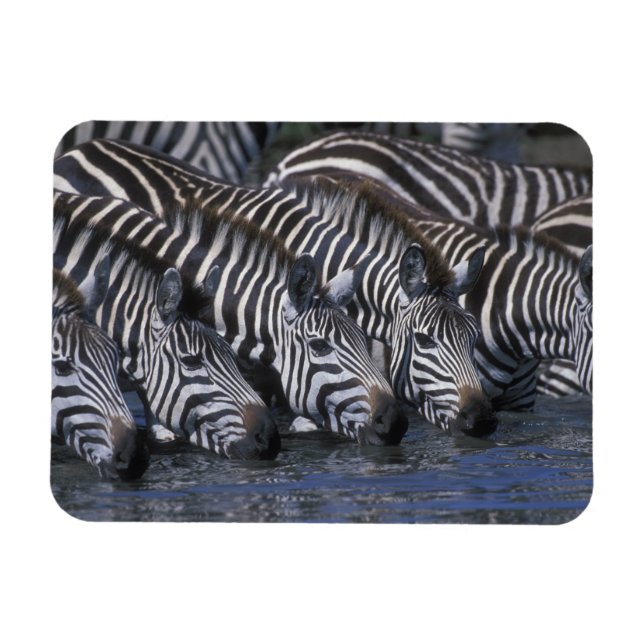 Imán África, Kenia, Masai Mara Game Reserve, Llanuras (Horizontal)