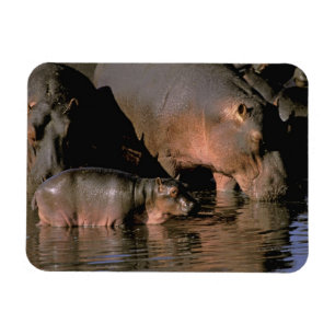 Imán África, Kenia, Masai Mara. Hipopótamo común