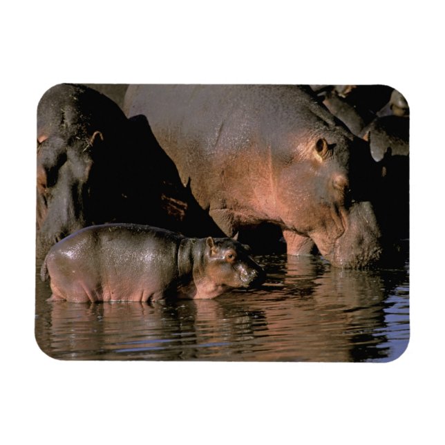 Imán África, Kenia, Masai Mara. Hipopótamos comunes (Horizontal)
