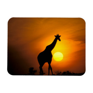 Imán África, Kenia, Masai Mara. Jirafa (Giraffa