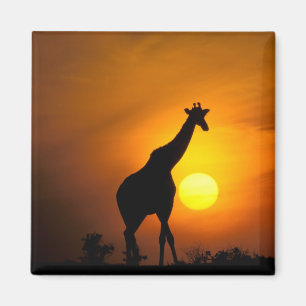 Imán África, Kenia, Masai Mara. Jirafa (Giraffa
