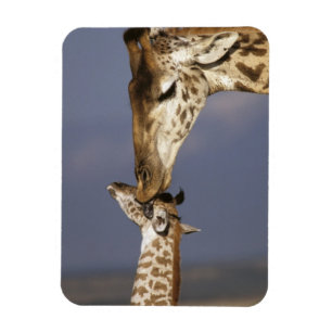 Imán África, Kenia, Masai Mara. Jirafas (Giraffa
