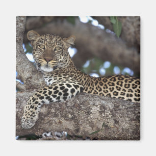 Imán África. Kenia. Masai Mara. Leopardo (Panthera