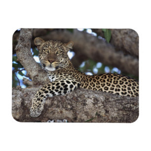 Imán África. Kenia. Masai Mara. Leopardo (Panthera