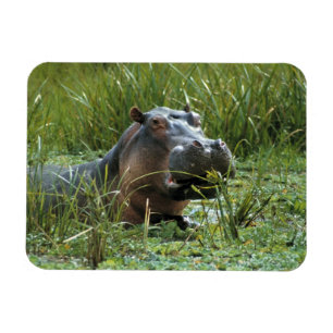 Imán África, Kenia, Masai Mara NR. Una hipopótama madre