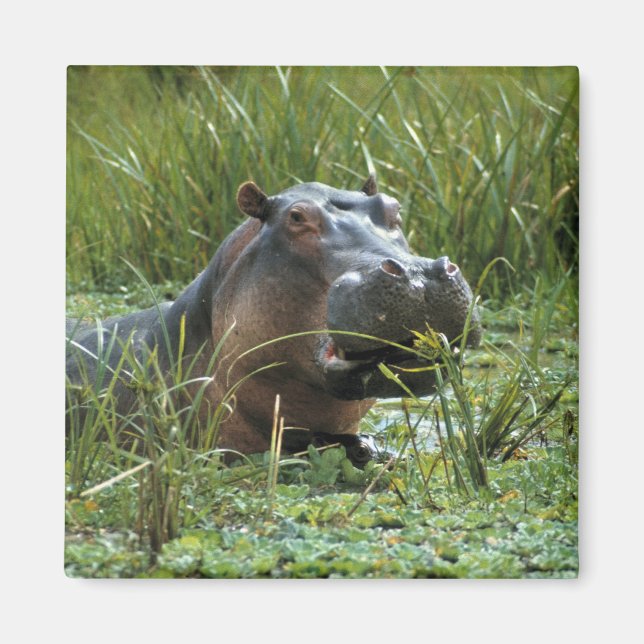 Imán África, Kenia, Masai Mara NR. Una hipopótama madre (Frente)