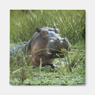 Imán África, Kenia, Masai Mara NR. Una madre hipopótamo