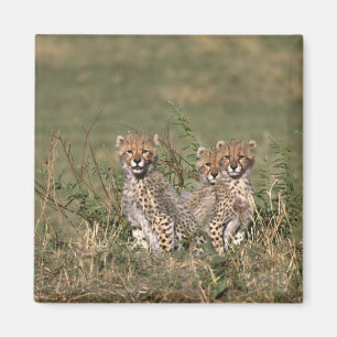 Imán África; Kenia; Masai Mara; Tres cachorros de guepa