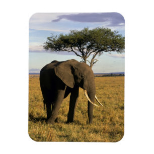 Imán África, Kenia, Masai Mara. Un elefante en el