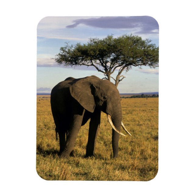 Imán África, Kenia, Masai Mara. Un elefante en el (Vertical)