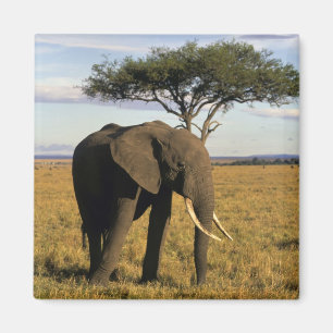 Imán África, Kenia, Masai Mara. Un elefante en el