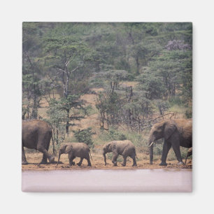 Imán África, Kenia, Nanyuki, Mpala. Africano
