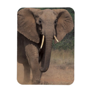 Imán África, Kenia, Nanyuki, Mpala. Elefante africano.