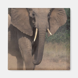 Imán África, Kenia, Nanyuki, Mpala. Elefante africano.