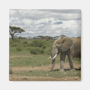Imán África, Kenia, Parque Nacional Amboseli, elefante,
