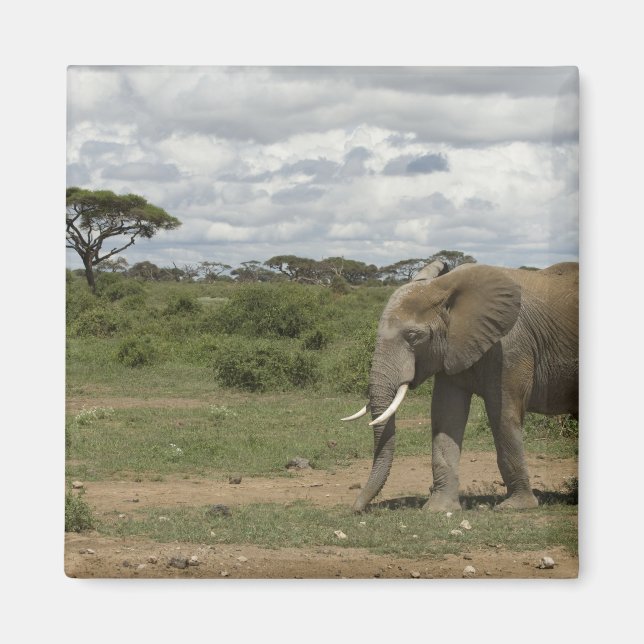 Imán África, Kenia, Parque Nacional Amboseli, elefante, (Frente)