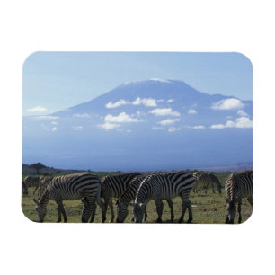 Imán África, Kenia, Parque Nacional Amboseli, Herd de