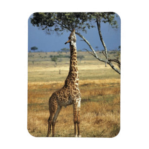 Imán África, Kenia, Parque Nacional Amboseli. Una jiraf