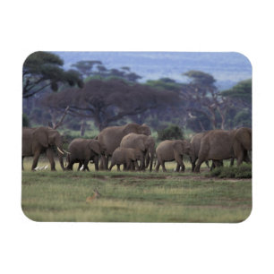 Imán África, Kenia, Parque Nacional de Amboseli. Africa