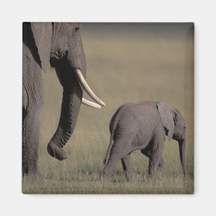 Imán África, Kenia, Parque Nacional de Amboseli. Africa