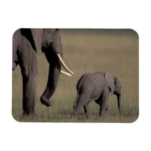 Imán África, Kenia, Parque Nacional de Amboseli. Africa