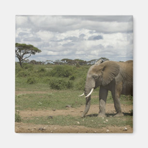 Imán África, Kenia, Parque Nacional de Amboseli, elefan