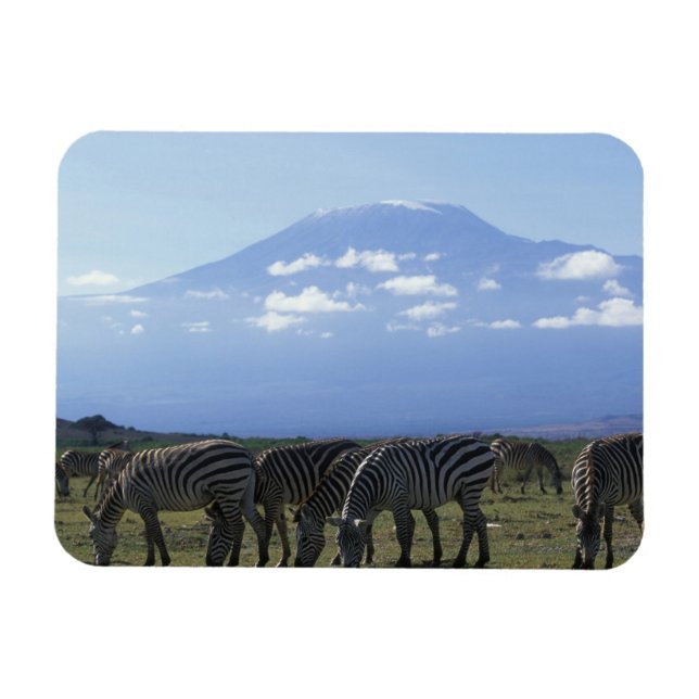 Imán África, Kenia, Parque Nacional de Amboseli, Manada (Horizontal)