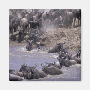 Imán África, Kenia, Parque Nacional Masai Mara.
