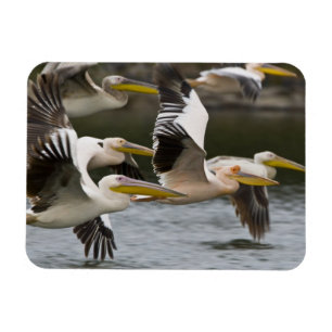 Imán África. Kenia. Pelícanos blancos en vuelo en el la