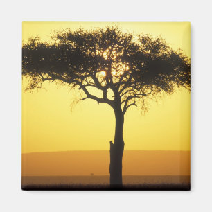 Imán África, Kenia, Reserva de caza Masai Mara, Amanece
