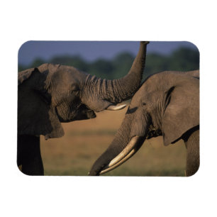Imán África, Kenia, Reserva de caza Masai Mara, Dos tor