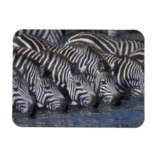 Imán África, Kenia, Reserva de caza Masai Mara, llanura