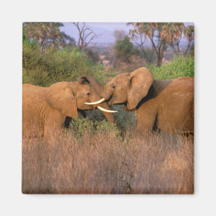 Imán África, Kenia, Samburu. Desafío de elefante