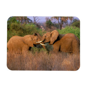 Imán África, Kenia, Samburu. Desafío de elefante